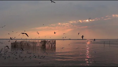 Seagulls at Bangpoo in the evening. Stock Footage 99525830