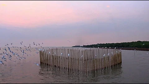 Seagulls at Bangpoo in the evening. Stock Footage 99525898