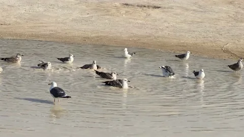 The seagulls bath Stock Footage 212959853