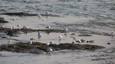Seagulls bathing and cleaning themselves in the morning at Niagara Falls Stock Footage 64923304
