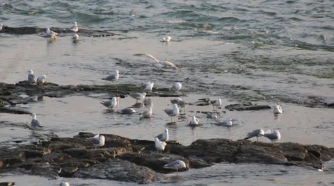 Seagulls bathing and cleaning themselves in the morning at Niagara Falls Stock Footage 64923377