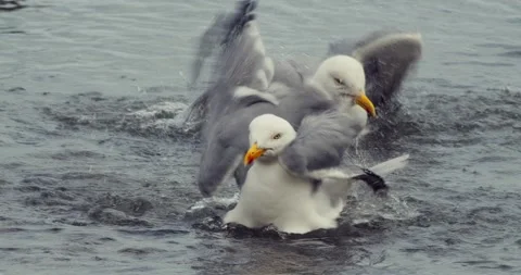 Seagulls bathing and splashing in open water close up wildlife footage 库存影片 336265605