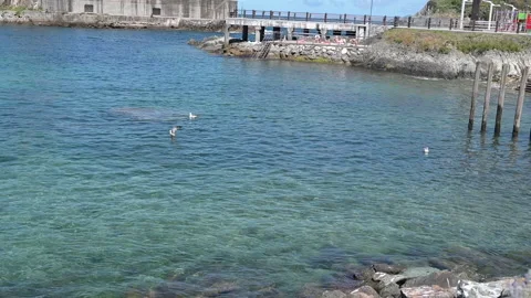 Seagulls bathing in a beautiful sea Stock Footage 196243720