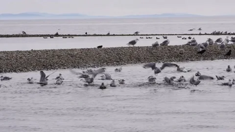 Seagulls Bathing Video stock 179747488