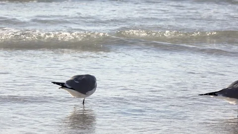 Seagulls bathing in ocean water 4k Video stock 126872151