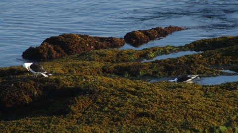 Seagulls bathing, standing on green covered rocks, Atlantic Ocean, summer,  Stock Footage 26906400