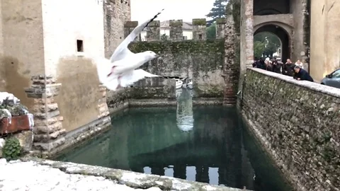 Seagulls battle Lake Garda Italy Stock Footage