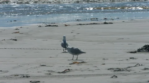 Seagulls on Beach 1 Video stock 42775638