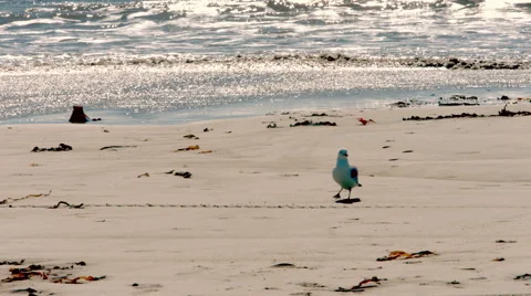 Seagulls on Beach 2 Video stock 42775616