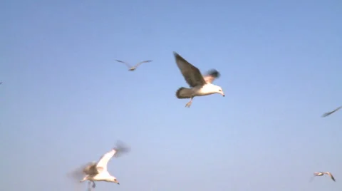 Seagulls at the beach (4 of 4) Stock Footage