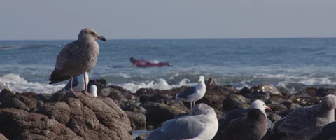 Seagulls at the Beach in 6K Stock Footage 261781385