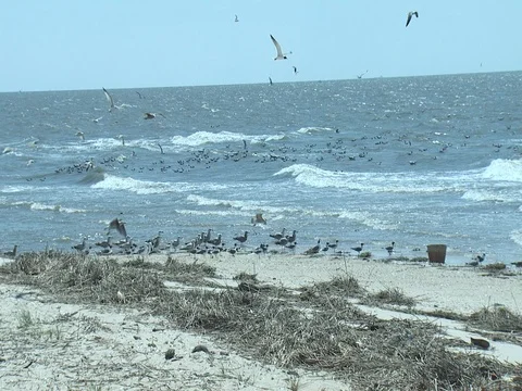 SEAGULLS ON THE BEACH AND FLYING INTO THE WIND SLOW MOTION Stock Footage 76584610