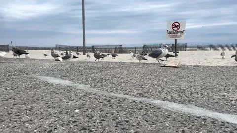 Seagulls on the beach carry trash Stock Footage 142354716