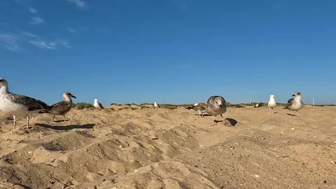 Seagulls on the beach close-up Vídeos de archivo 282668585