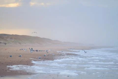 Seagulls on the beach in denmark Stock Photos