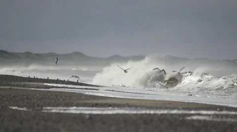 Seagulls at the beach in Denmark slowmotion Stock Footage 30597907