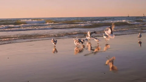 Seagulls at the Beach During Sunset Stock Footage 120356346