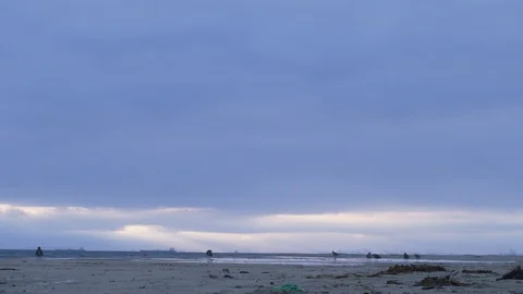 Seagulls on the beach at dusk Stock Footage 108901312