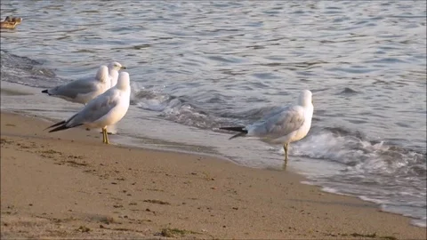 Seagulls on the beach in the evening Stock Footage 92473859