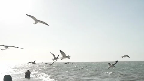 SEAGULLS IN BEACH FLYING Vidéo 300054306