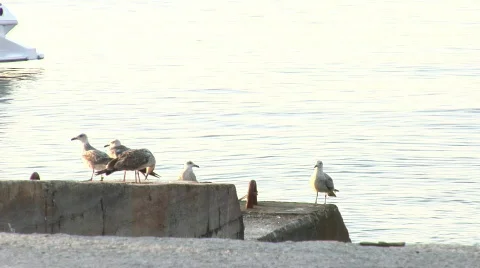 Seagulls on the beach Stock Footage 236100