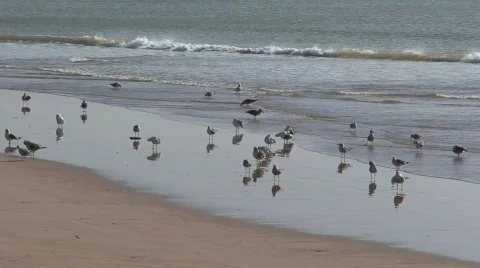 Seagulls on a Beach Stock Footage 286743