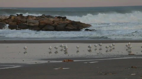 Seagulls at the beach 库存影片 647518