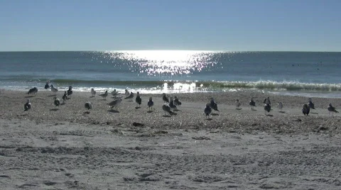 Seagulls at the Beach 스톡 동영상 699575
