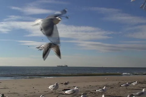 Seagulls on the beach  動画素材 1004437
