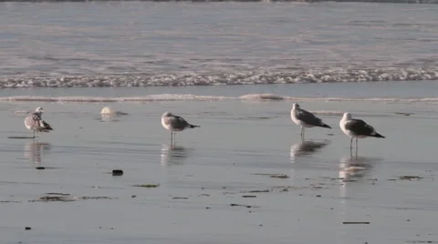 Seagulls On the Beach  Stock Footage 1018097
