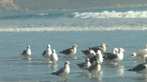 Seagulls on beach Stock Footage 8828036