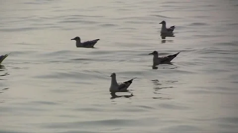 Seagulls on the beach Video stock 27943655