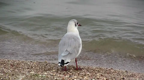 Seagulls on the beach Video stock 27943698