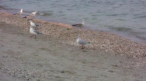 Seagulls on the beach Stock Footage 27943704