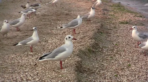Seagulls on the beach Video stock 27943751