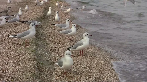 Seagulls on the beach Video stock 27943758