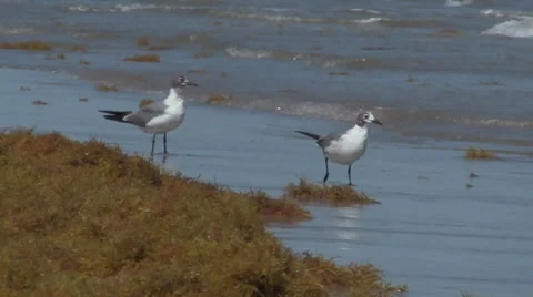 Seagulls On The Beach 스톡 동영상 33580783