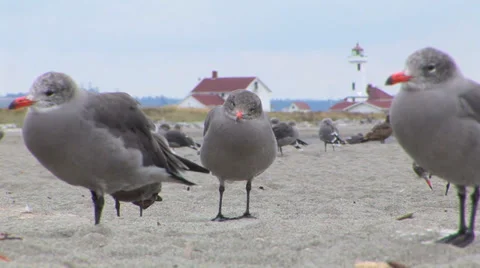 Seagulls On Beach Stock Footage 33604603