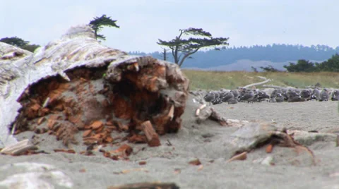 Seagulls On Beach Stock Footage 33604618