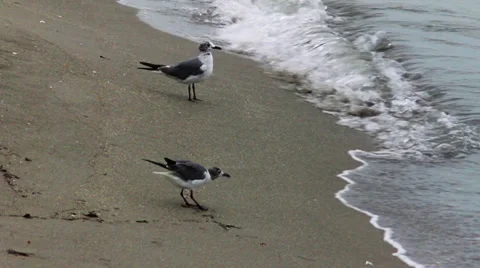 Seagulls on Beach 動画素材 35365074