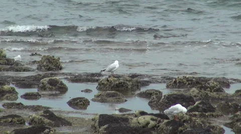 Seagulls at beach Stock Footage 36044206