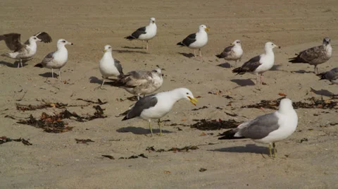 Seagulls at the Beach. Stock Footage 37708593