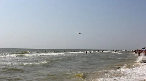 Seagulls on the beach Stock Footage 46958763