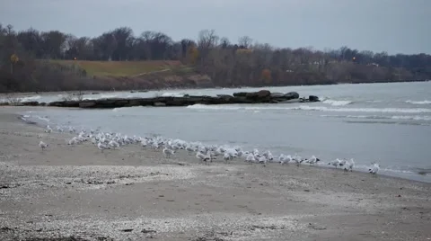 Seagulls on the beach Video stock 57874184