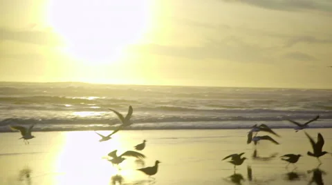 Seagulls at the beach Stock Footage 59865784