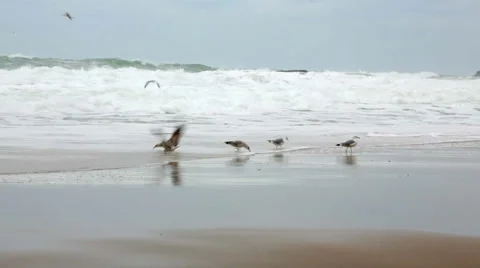 Seagulls on Beach Stock Footage 64757686