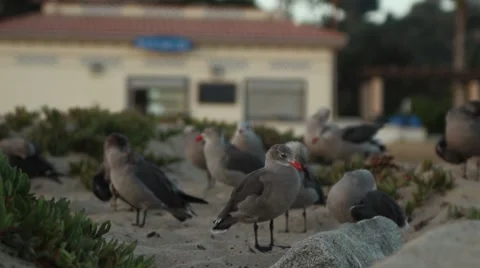 Seagulls on a beach  Stock-Footage 67639303
