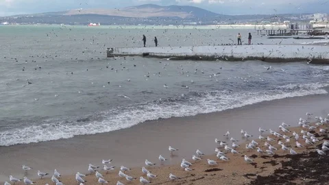 Seagulls on the beach. Stock Footage 71623581