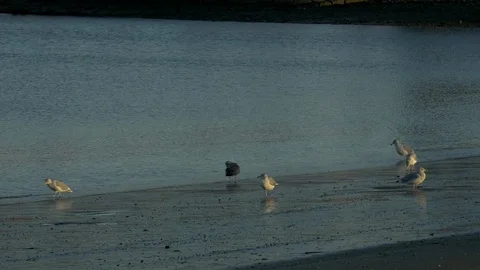 Seagulls on the beach Stock Footage 73889953