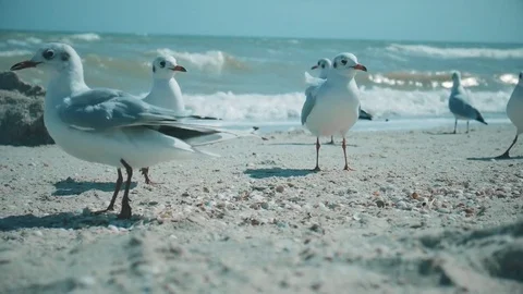 Seagulls on the beach. Stock Footage 75297881